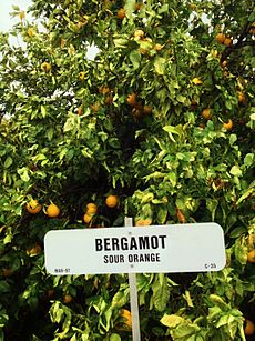 Bergamot - Sour Orange (Tree) - Waddell, Maricopa County, Arizona, USA - January 2013