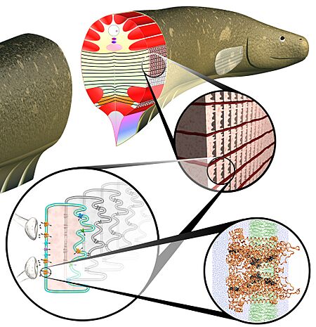 Biotechnology, systems biology, artificial cells (5940428301)