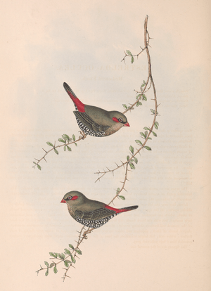 Birds of Australia Gould vol 3 plate 79