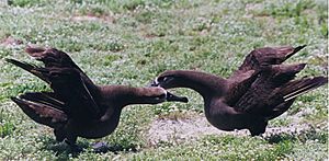 Black-footed Albatross are dancing