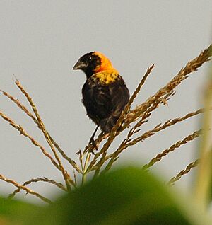 Black bishop bigodi dec05.jpg