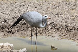 Blue Crane in Etosha
