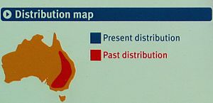 Bridled nailtail wallaby-distribution map