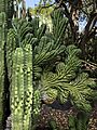 Cactus in Huntington Library Botanical Garden, California