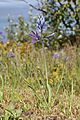 Camassia quamash 6374