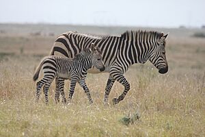 Cape Mountain Zebra and Young