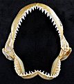 Carcharhinus galapagensis jaws
