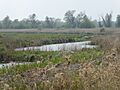 Castle Marshes 6