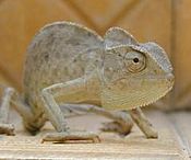 Chameleon-jpatokal