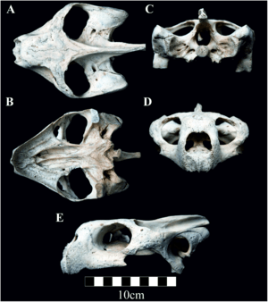 Chelonoidis donfausti holotype skull (UWZS 32700)