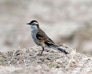 Cinclodes fuscus Argentina.jpg