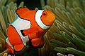 Clown fish in the Andaman Coral Reef