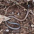Collared delma - Delma torquata - 2024-06-29 Helidon