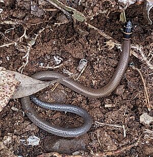 Collared delma - Delma torquata - 2024-06-29 Helidon.jpg