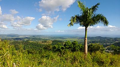 Collores, Las Piedras, Puerto Rico - panoramio