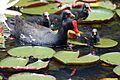 Common Moorhen