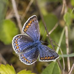 Common blue Facts for Kids