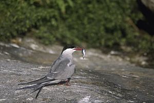 Common tern on island