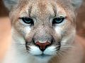 Cougar closeup