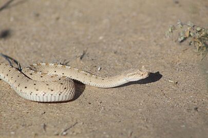 Crotalus cerastes - 2022