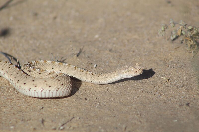 Crotalus cerastes - 2022