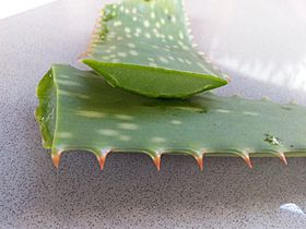 Cut Aloe Vera Leaf