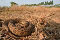 Daboia-siamensis-siamese-russells-viper-in-habitat