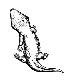 Deltasaurus kimberleyensis.jpg