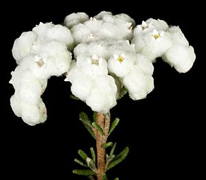 Dicrastylis rugosifolia - Kevin Thiele.jpg
