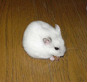 Djungarian Hamster Pearl White