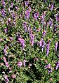 DwBirdvetch