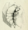 Echiniscus testudo Doyere 1840 Pl 12 Fig 1