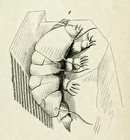 Echiniscus testudo Doyere 1840 Pl 12 Fig 1