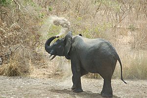 Elephant dust bath park w niger