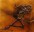 Eopelobates wagneri 34