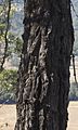Eucalyptus-dura-main-trunk-bark