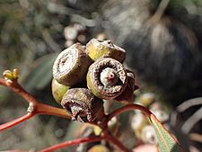 Eucalyptus × balanites fruit