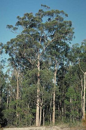 Eucalyptus carnea habit.jpg
