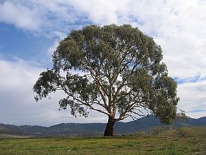 Eucalyptus rubida.jpg