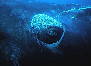 Face to face with the whale under water - panoramio