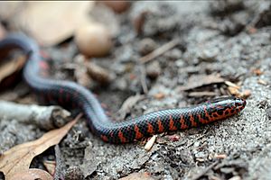 Farancia abacura abacura juvenile 2