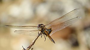 Female Common Glider flank (17068671967)