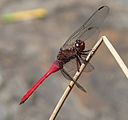 Fiery Skimmer Dragonfly. Orthetrum villosovittatum - Flickr - gailhampshire