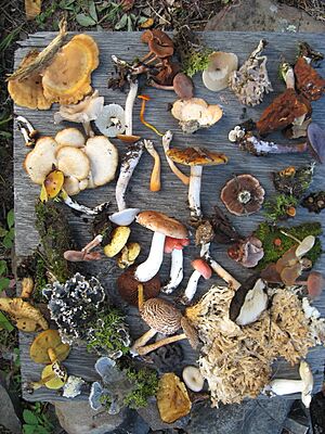 Fungi of Saskatchewan