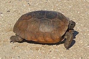 Gopher Tortoise - Gopherus polyphemus, Lake June-in-Winter Scrub State Park, Lake Placid, Florida - 31527638716.jpg