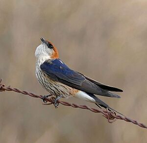 Greater Striped Swallows (Cecropis cucullata), left one calling ... (46169513572), crop