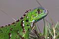 Green iguana (Iguana iguana) juvenile head