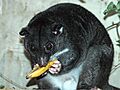 Ground Cuscus cotswoldwildlifepark