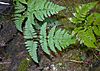 Gymnocarpium robertianum leaves