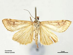 Hellula hydralis ventral